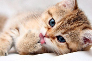 Jak mogę zadzwonić do kota? Jak mogę zadzwonić do kota?